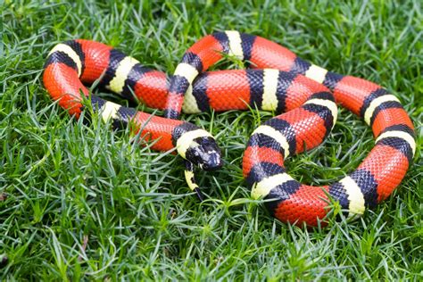 Milk snake .